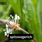 Spitzwegerich