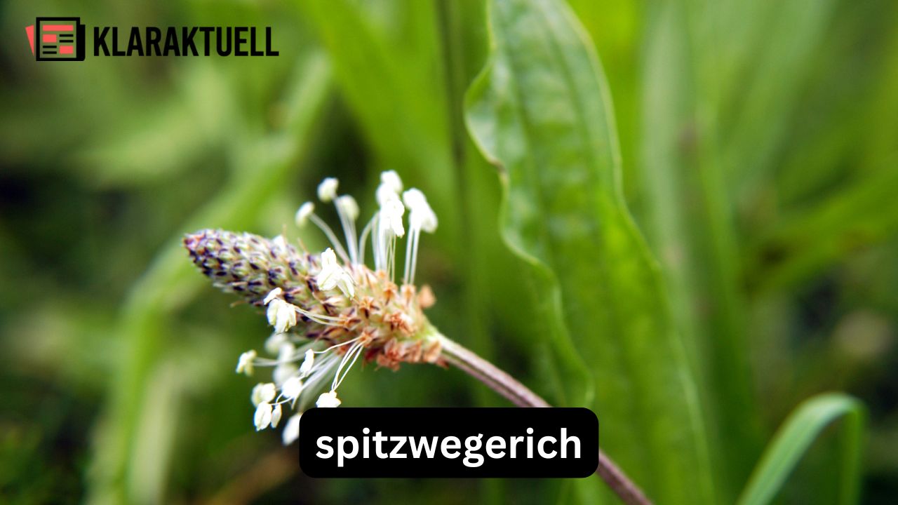 Spitzwegerich